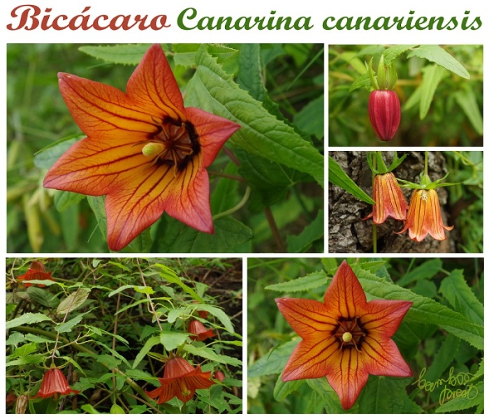 canarina-canariensis